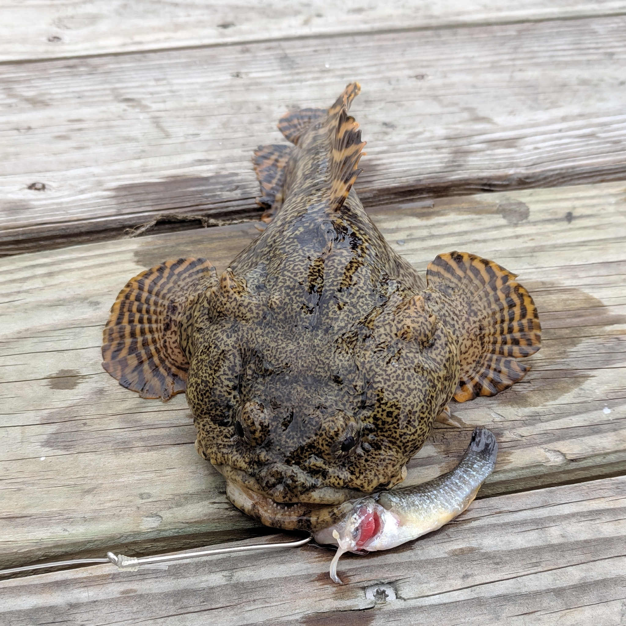 what-does-a-toadfish-look-like-edda-ives