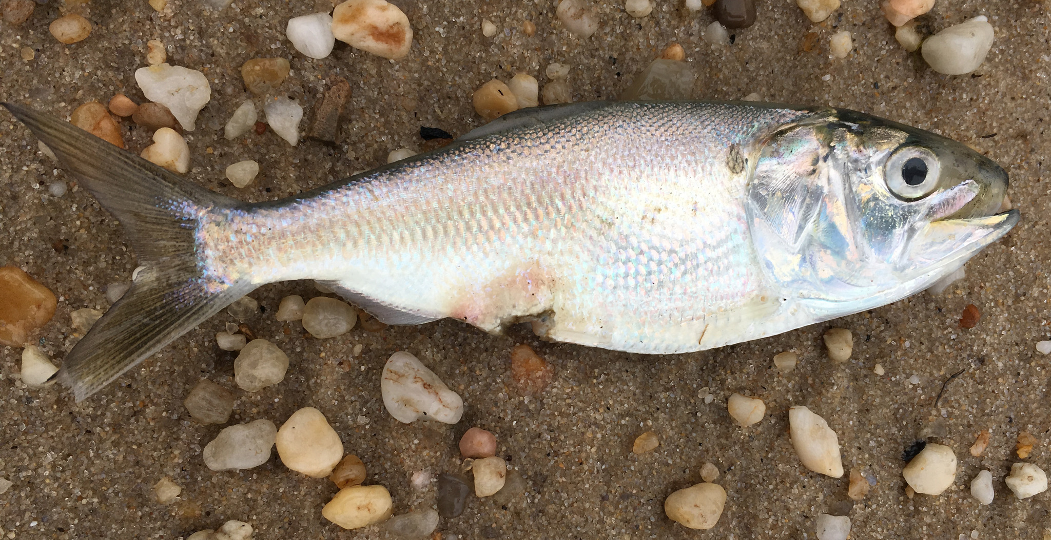 Maryland Biodiversity Project - Atlantic Menhaden (Brevoortia Tyrannus)