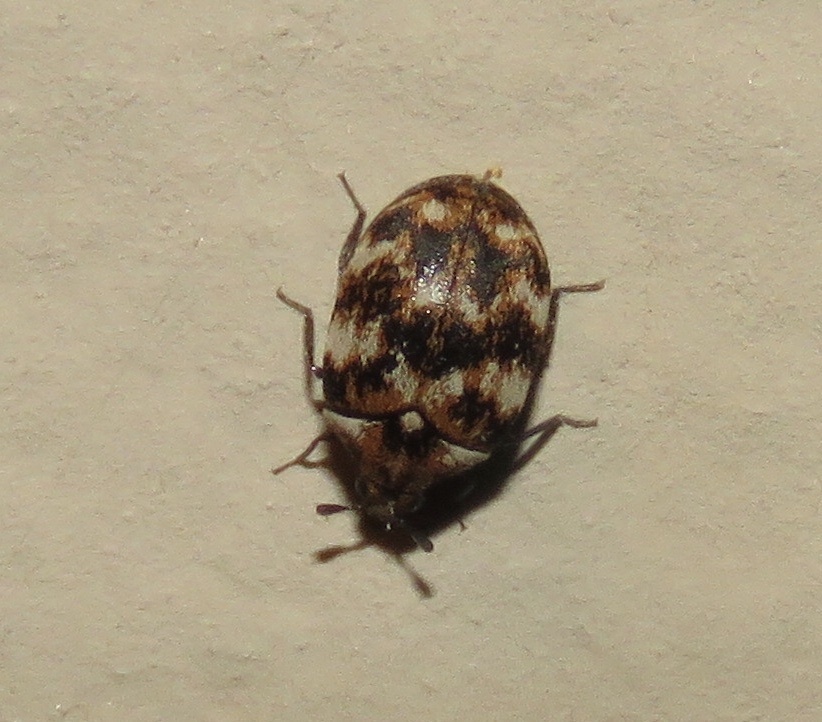 Varied Carpet Beetle Identification & Info  Bug Express - Pest Control and  Exterminator Services