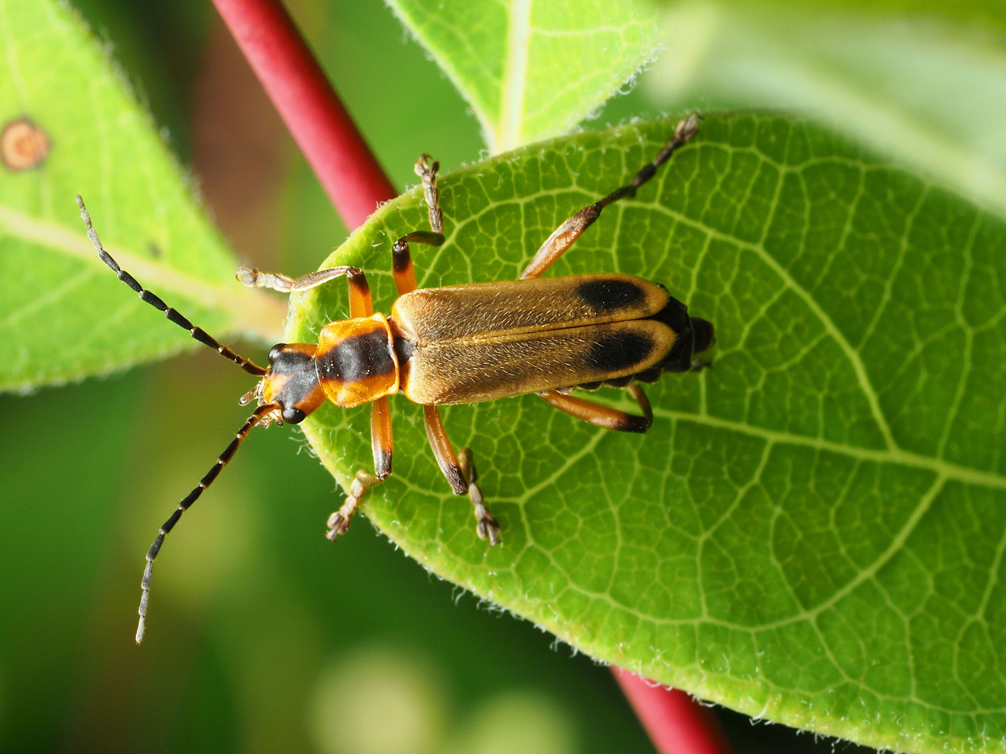 Maryland Biodiversity Project - Record ID: 673038