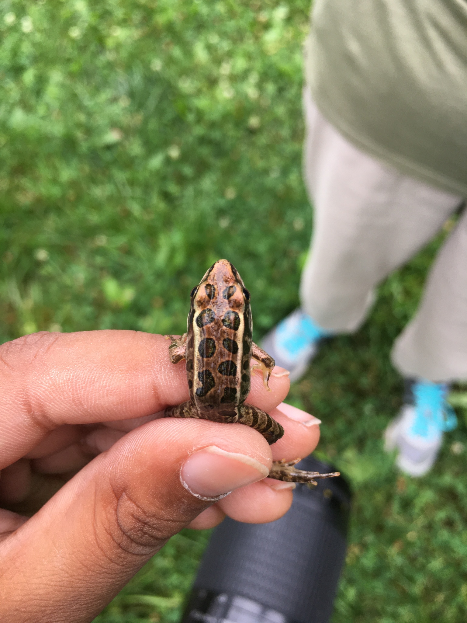 Maryland Biodiversity Project - Record ID: 674920