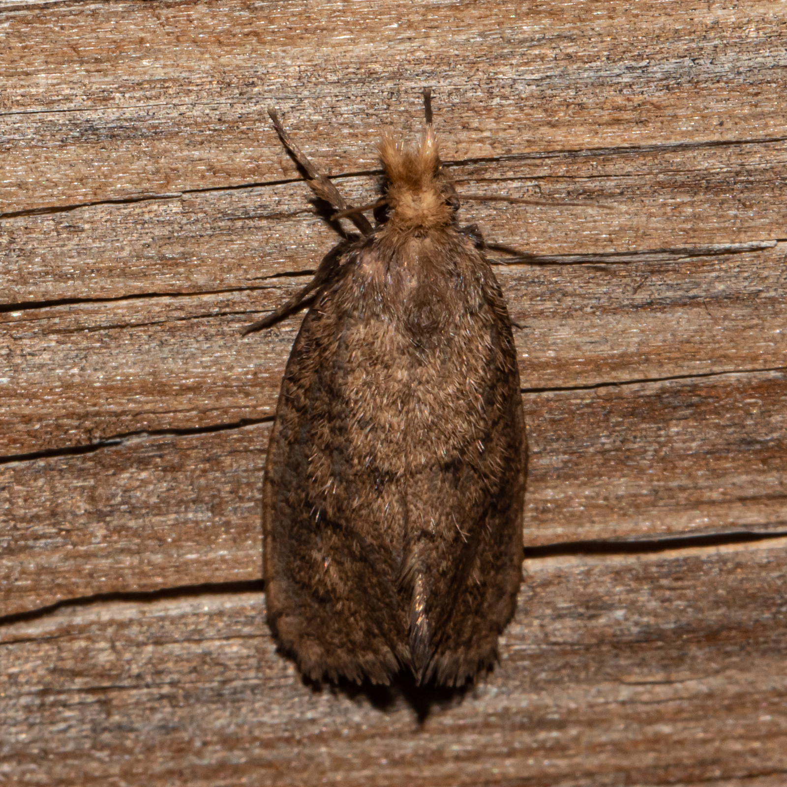 Maryland Biodiversity Project - Walsingham's Grass Tubeworm Moth ...