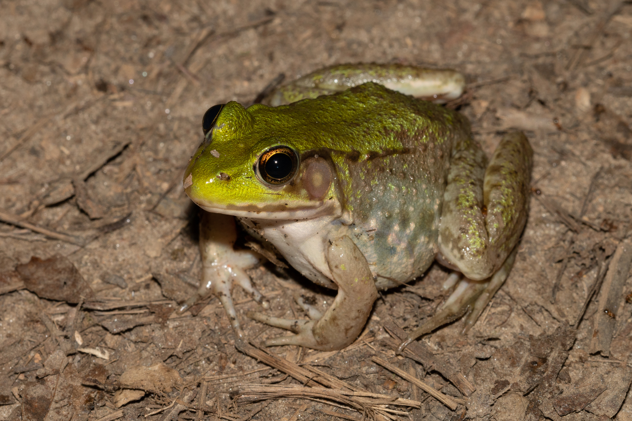 Green frog with shortened lower jaw., (Robin McWilliams/USF…