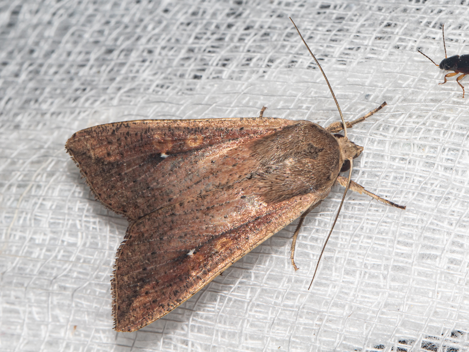 Maryland Biodiversity Project - Armyworm Moth (Mythimna unipuncta)