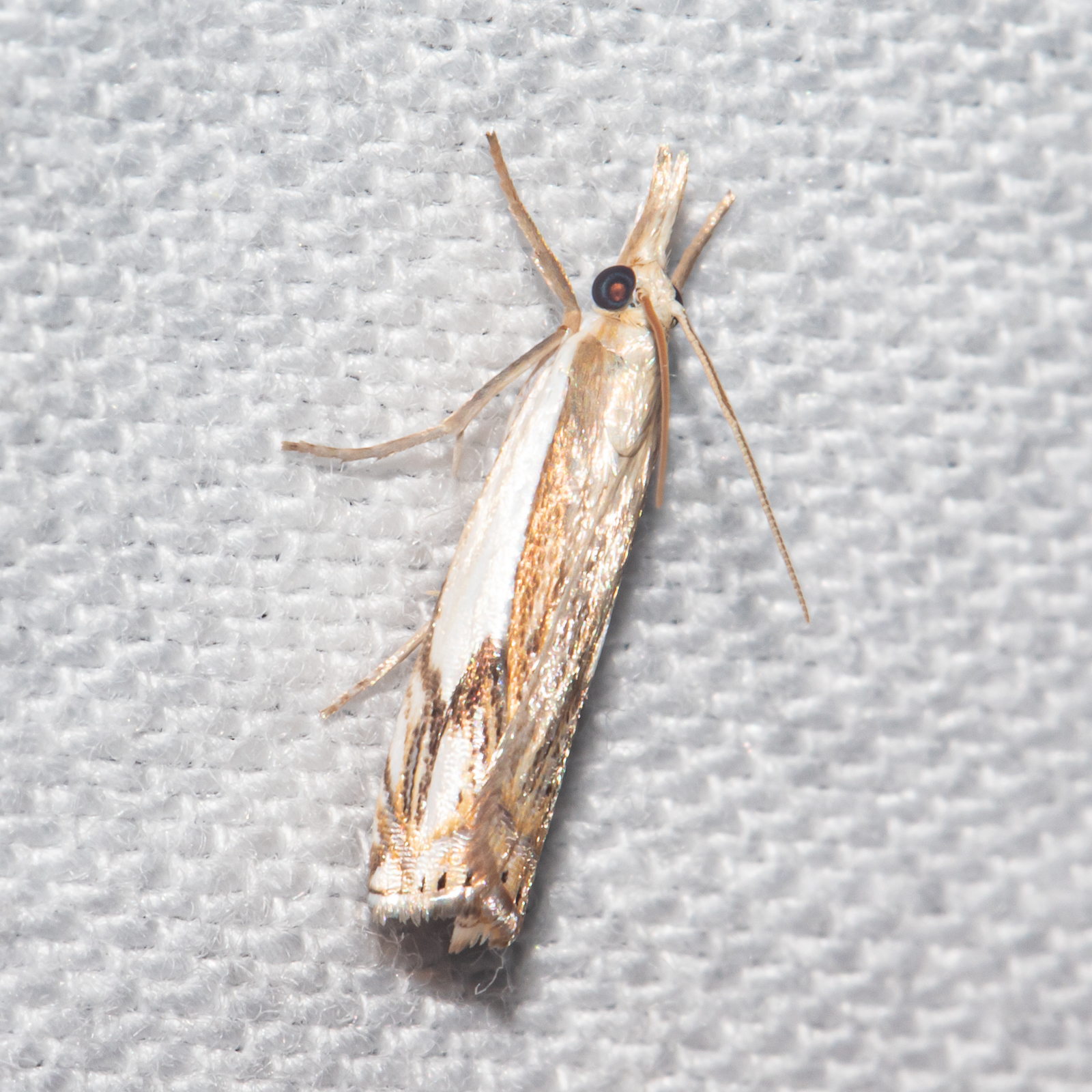 Maryland Biodiversity Project - Double-banded Grass-veneer Moth ...
