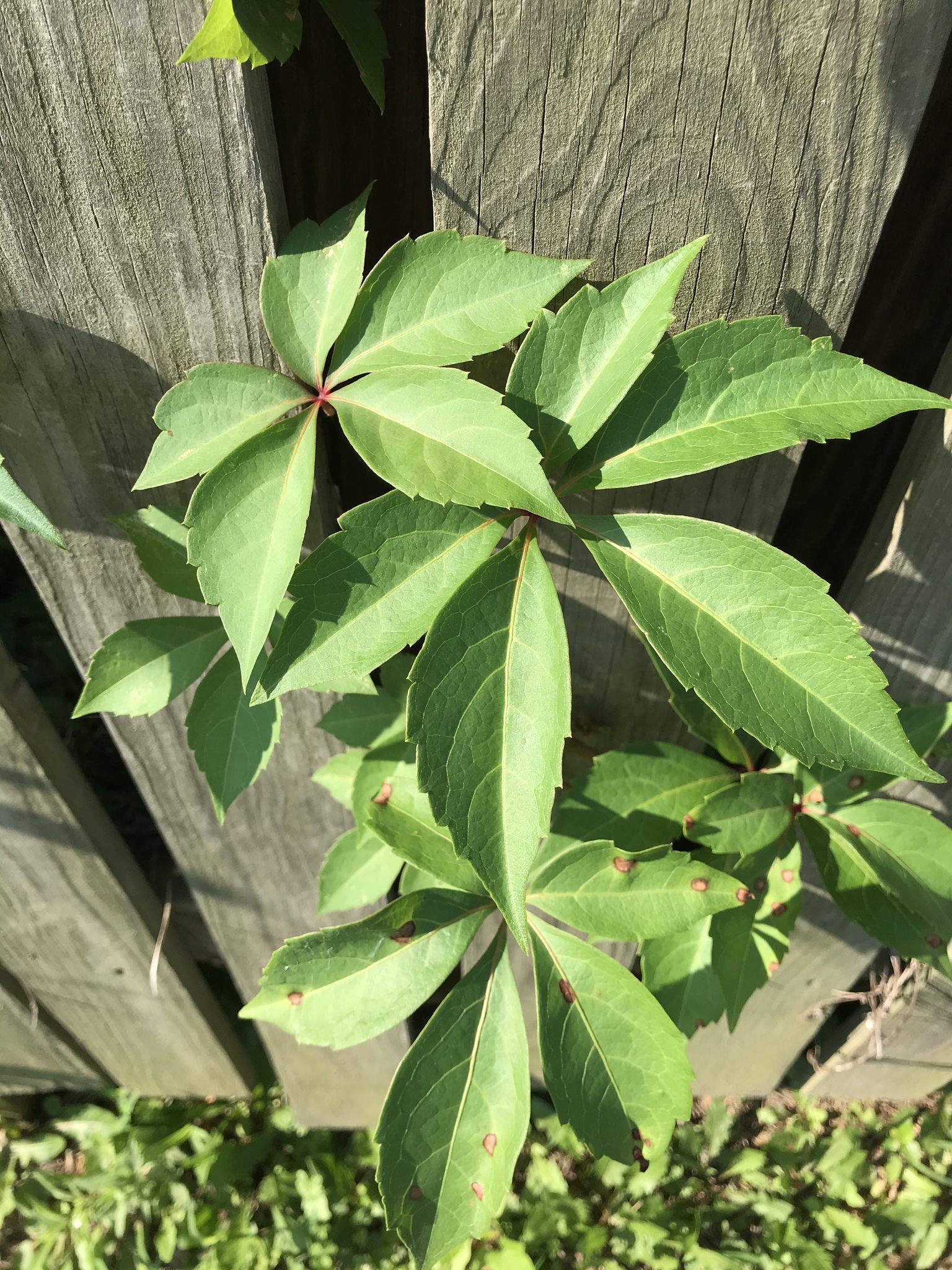 Virginia Creeper (Parthenocissus quinquefolia) – Orleans Conservation Trust