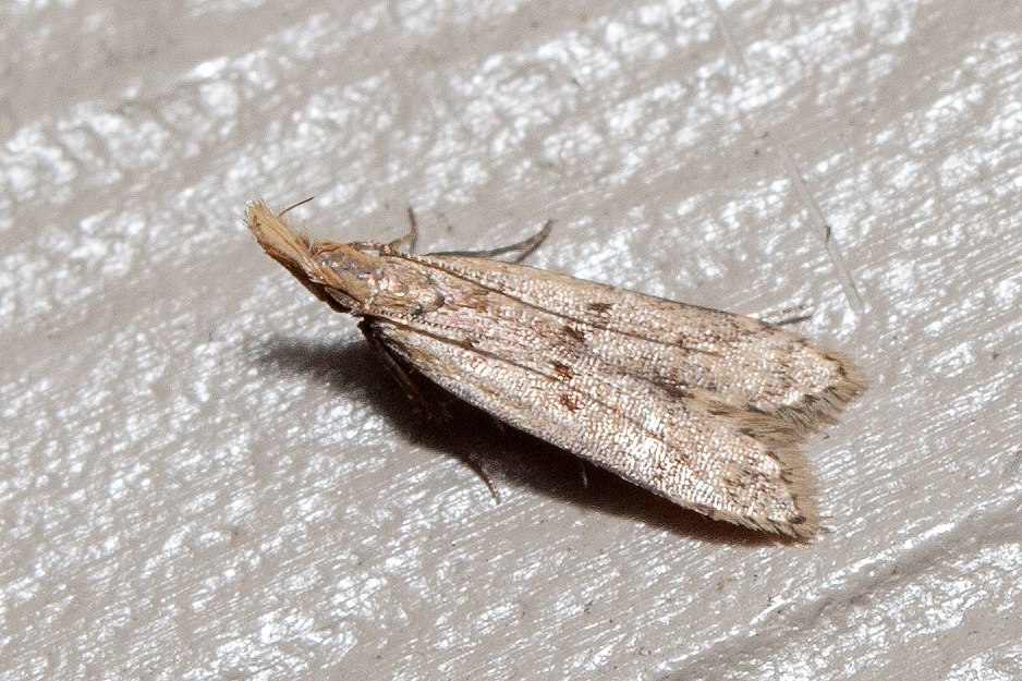 Maryland Biodiversity Project - Many-spotted Dichomeris Moth ...
