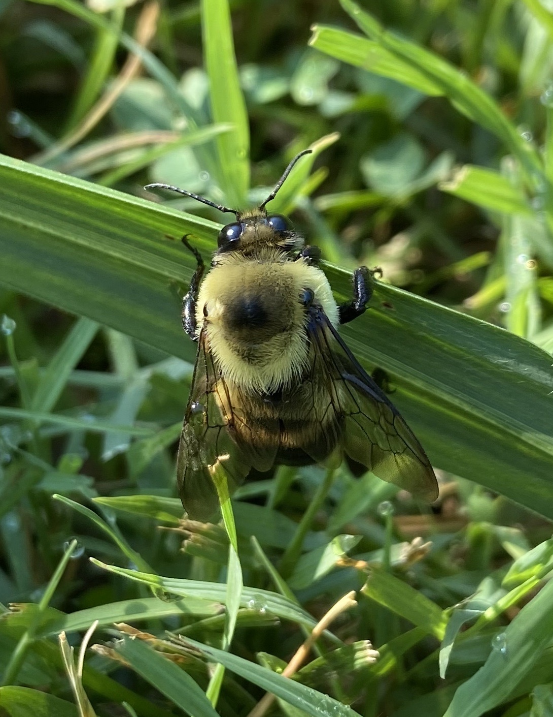 Brown Belted Bumble Bee – Bumble Bees of Wisconsin – UW–Madison