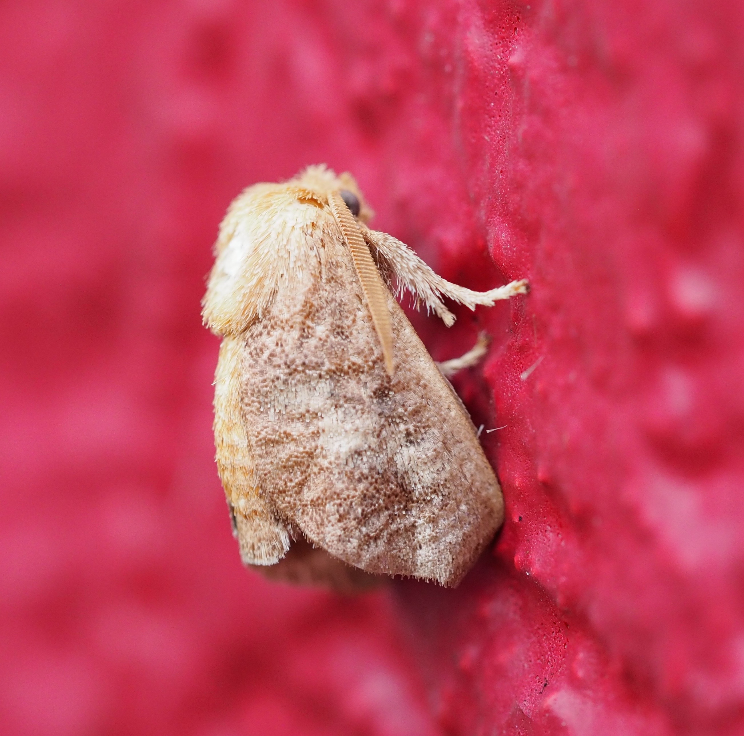 Maryland Biodiversity Project - Crowned Slug Moth (Isa textula)