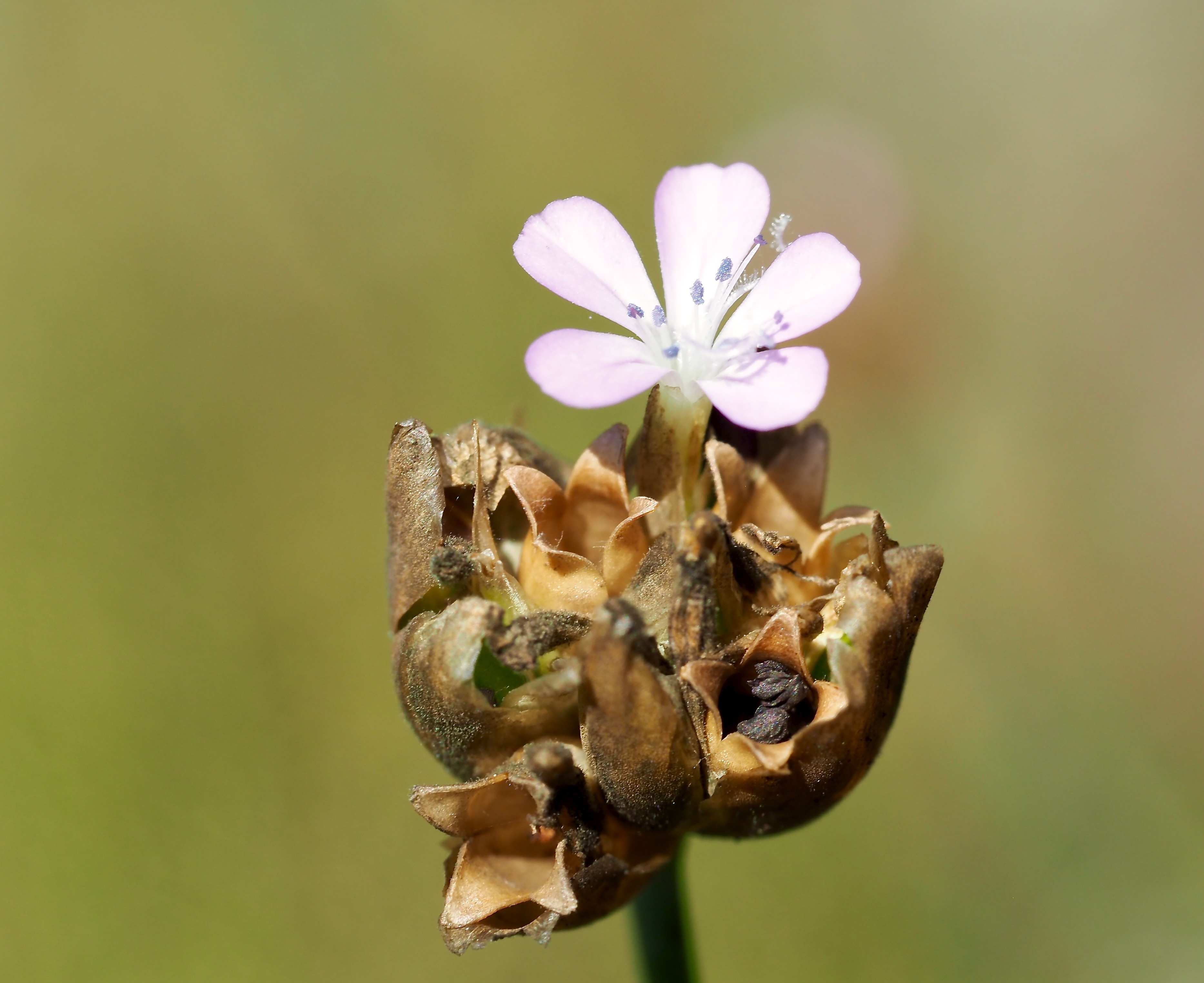 Maryland biodiversity project