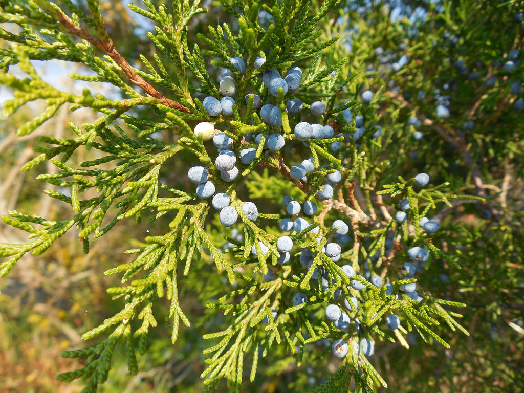 juniperus virginiana cone