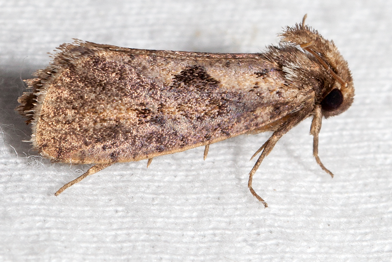 Maryland Biodiversity Project - Clemens' Grass Tubeworm Moth ...