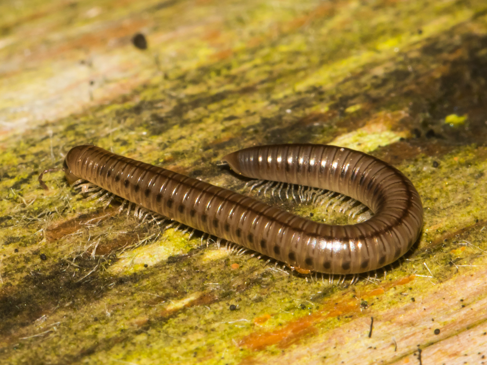 Maryland Biodiversity Project - Uroblaniulus sp.