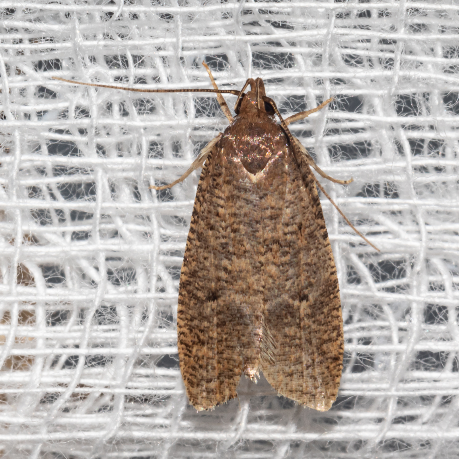 Maryland Biodiversity Project - Dotted Leaftier Moth (Psilocorsis ...