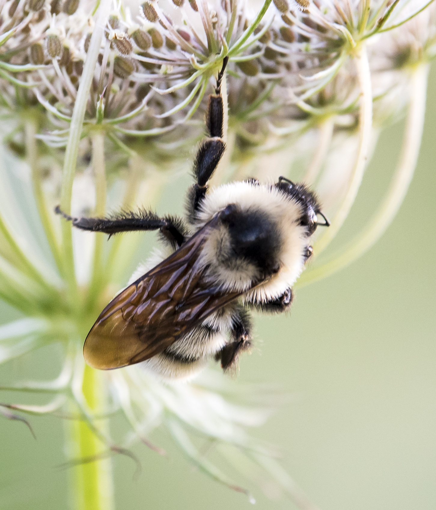 About Golden Northern Bumble Bee Maryland Biodiversity Project