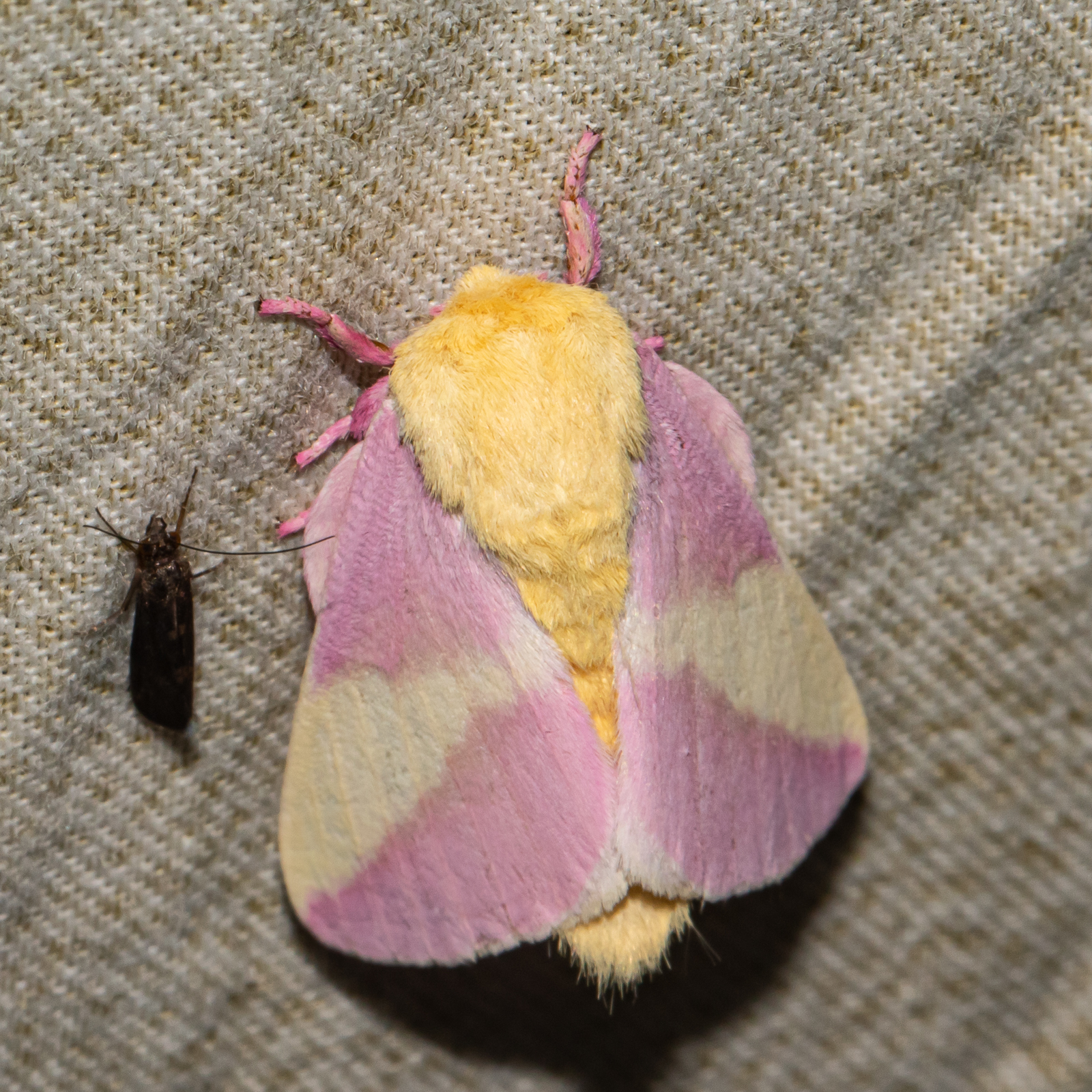 Maryland Biodiversity Project - Rosy Maple Moth (Dryocampa Rubicunda)