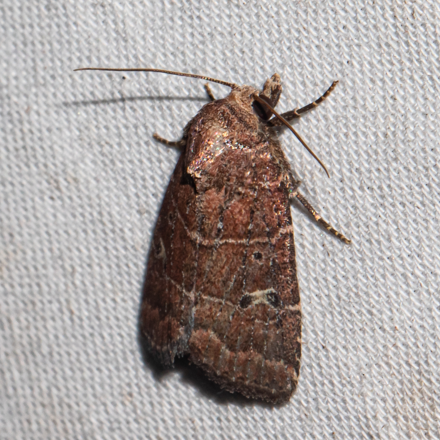 Maryland Biodiversity Project - Grateful Midget Moth (Elaphria grata)