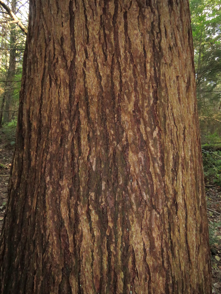 eastern hemlock bark