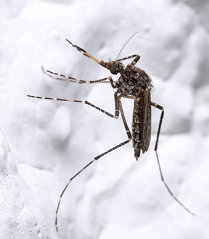Maryland Biodiversity Project - Dark Ricefield Mosquito (Psorophora ...