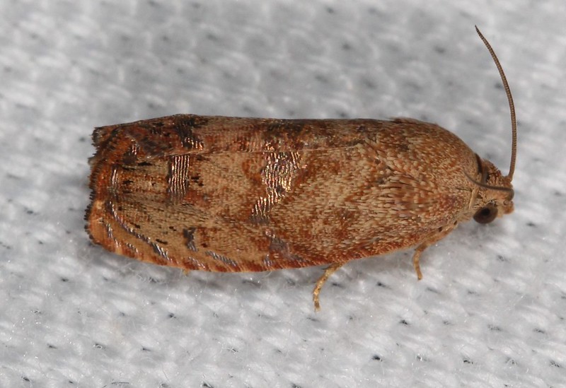 Maryland Biodiversity Project - Filbertworm Moth (Cydia latiferreana)