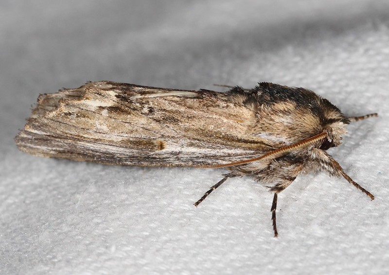 Maryland Biodiversity Project - White-streaked Prominent Moth (Ianassa ...