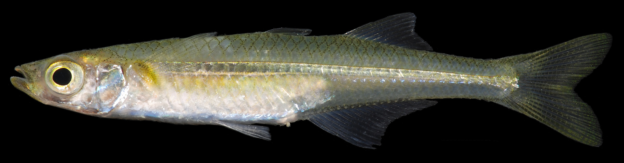 Maryland Biodiversity Project Inland Silverside (Menidia beryllina)