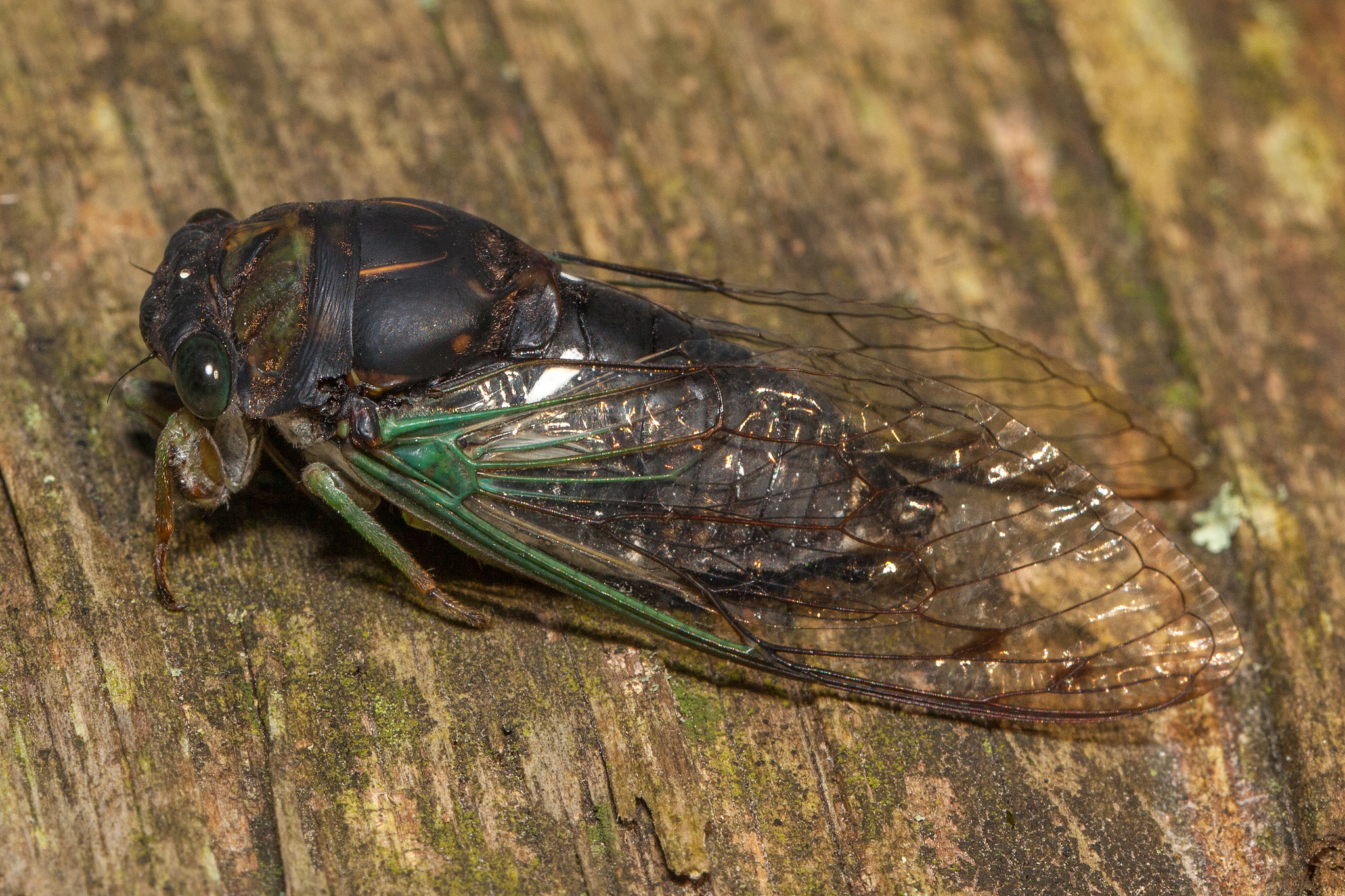 Maryland Biodiversity Project Swamp Cicada (Neotibicen tibicen)