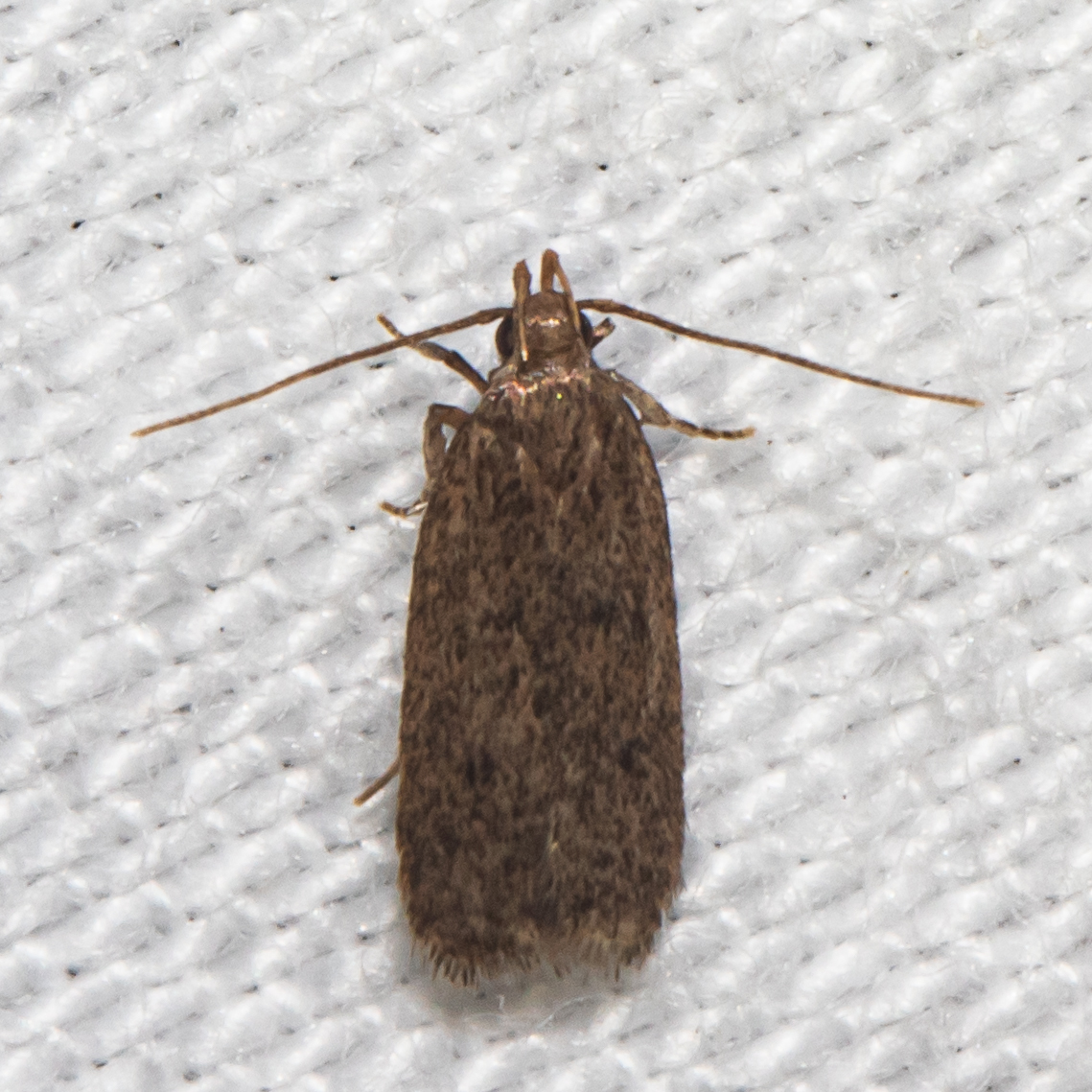 Maryland Biodiversity Project - Juniper Tip Moth (Glyphidocera juniperella)