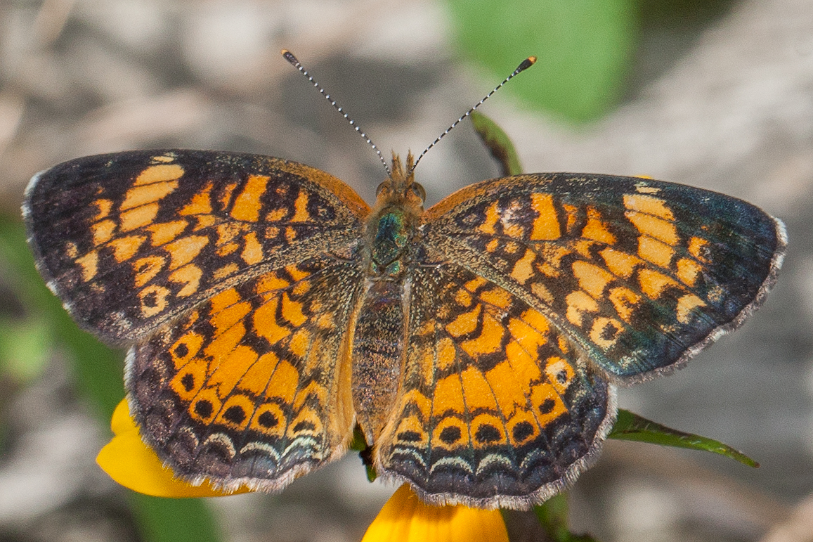 Maryland Biodiversity Project Pearl Crescent Phyciodes Tharos