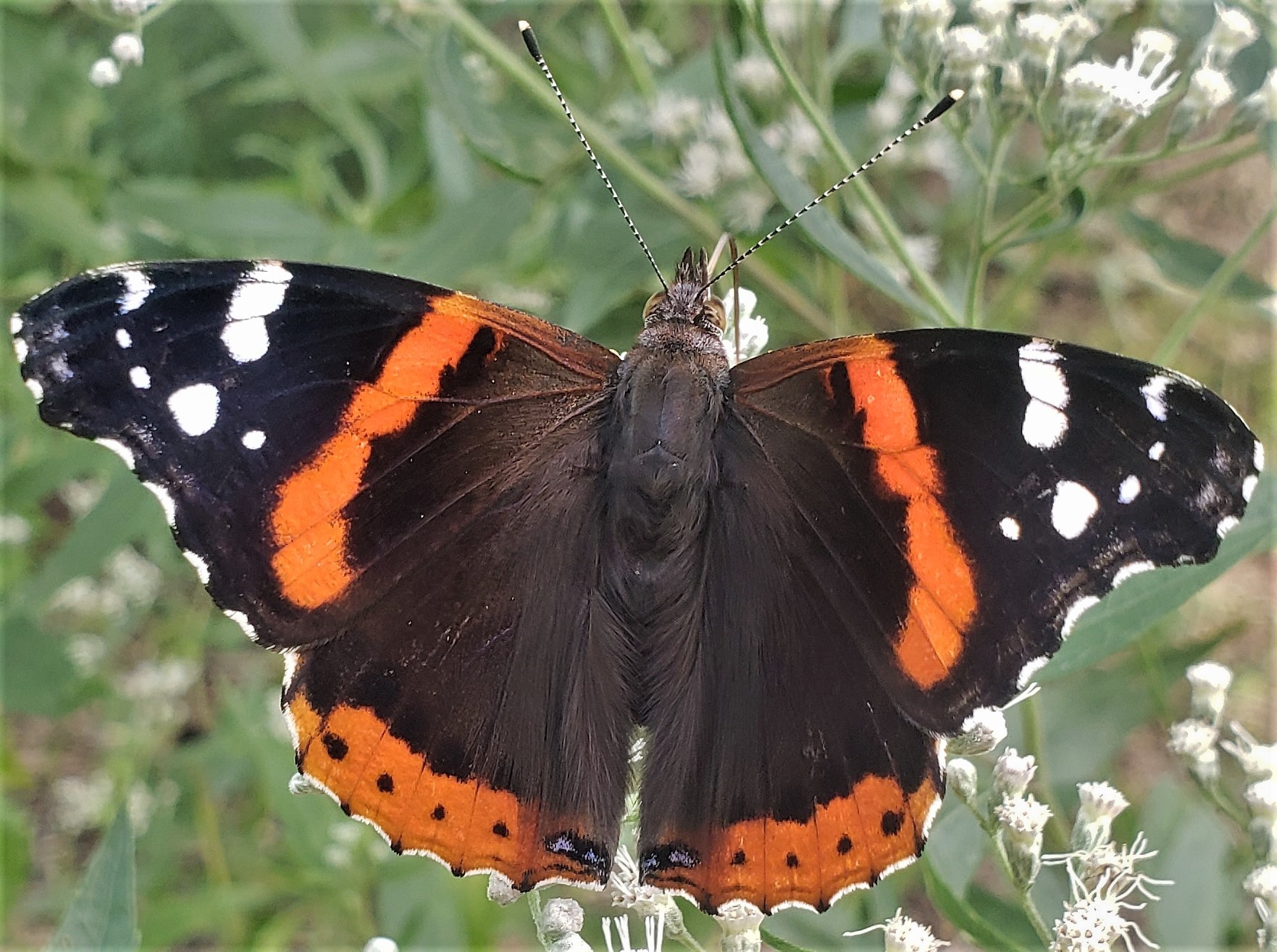Red Admiral Butterfly