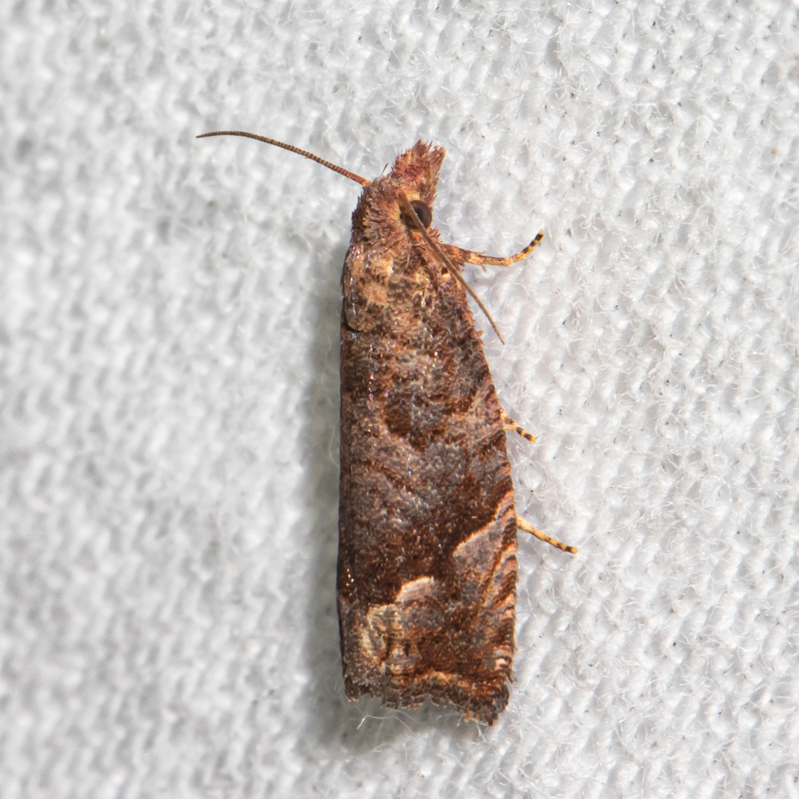 Maryland Biodiversity Project - Derelict Pelochrista Moth (Pelochrista ...