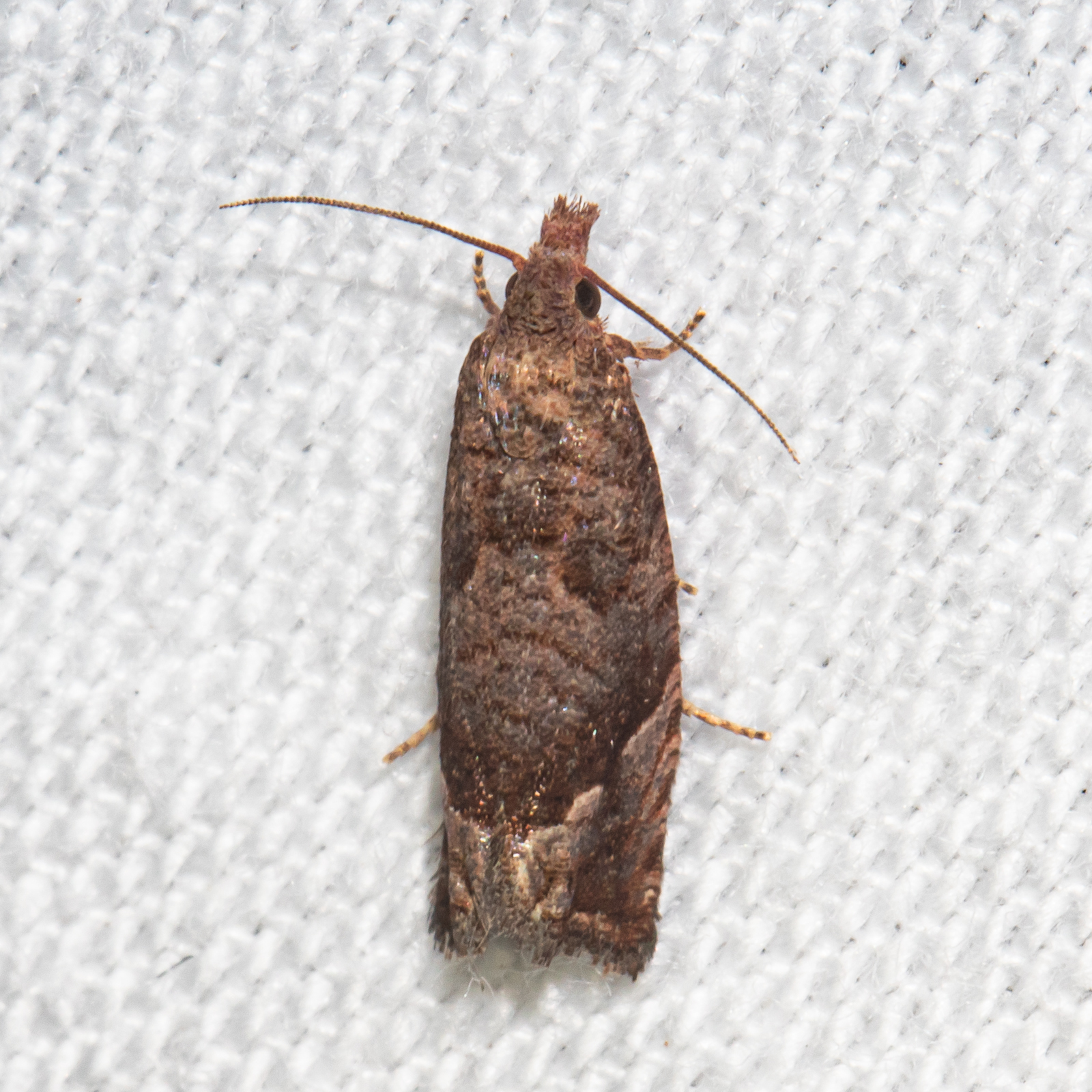 Maryland Biodiversity Project - Derelict Pelochrista Moth (Pelochrista ...