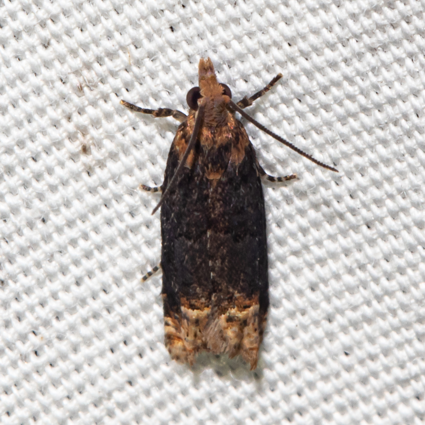 Maryland Biodiversity Project - Buff-tipped Eucosma Moth (Eucosma ...