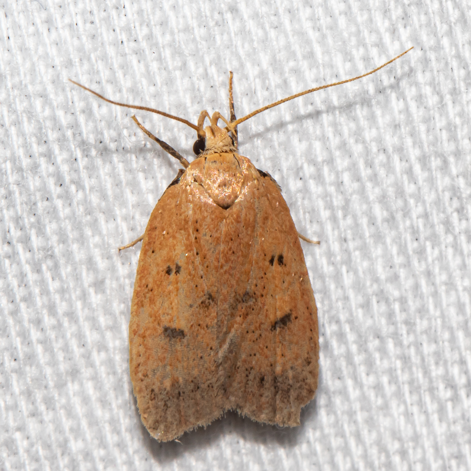 Maryland Biodiversity Project - Gold-striped Leaftier Moth (Machimia ...