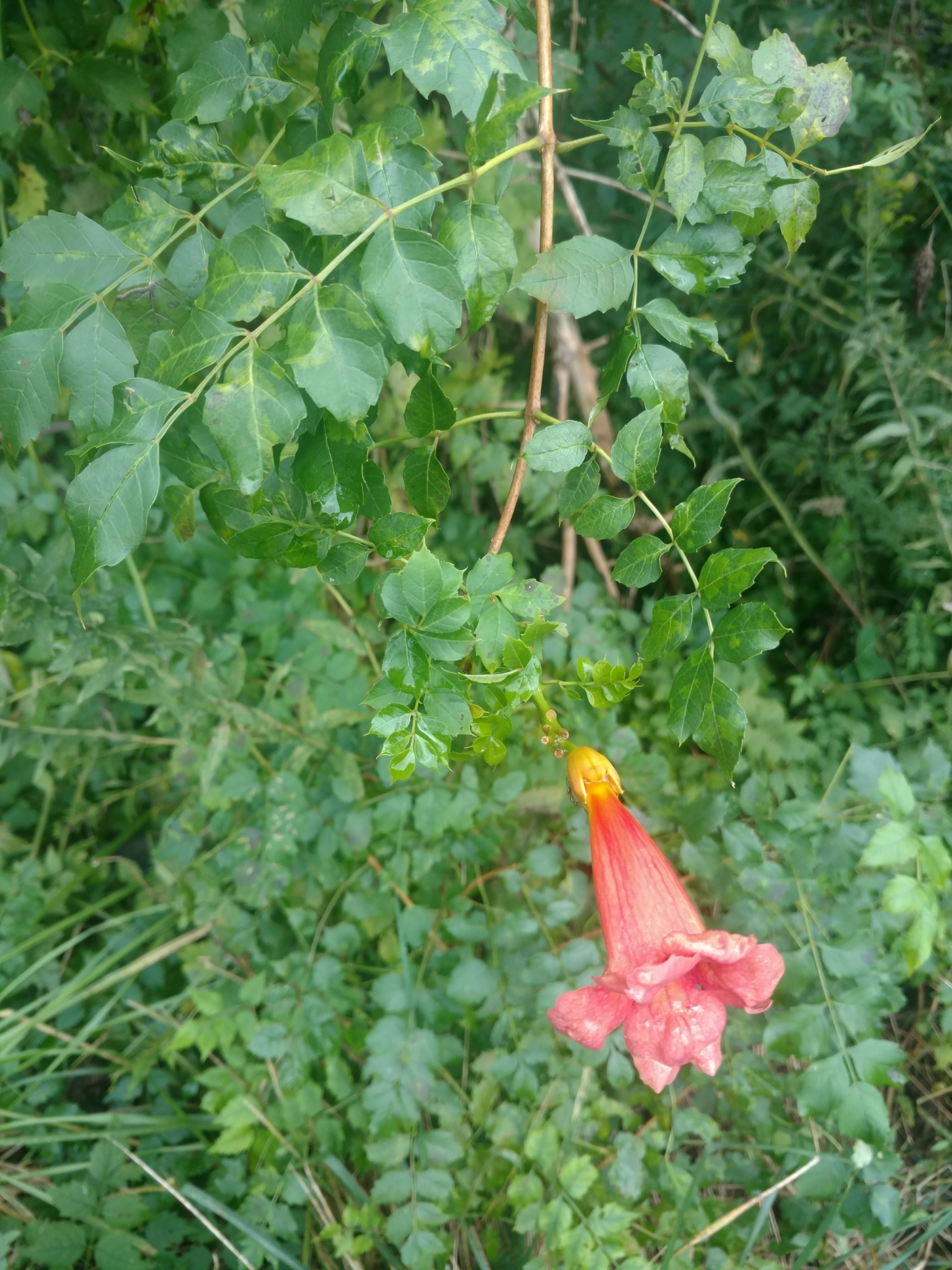 Trumpet creeper Definition & Meaning - Merriam-Webster