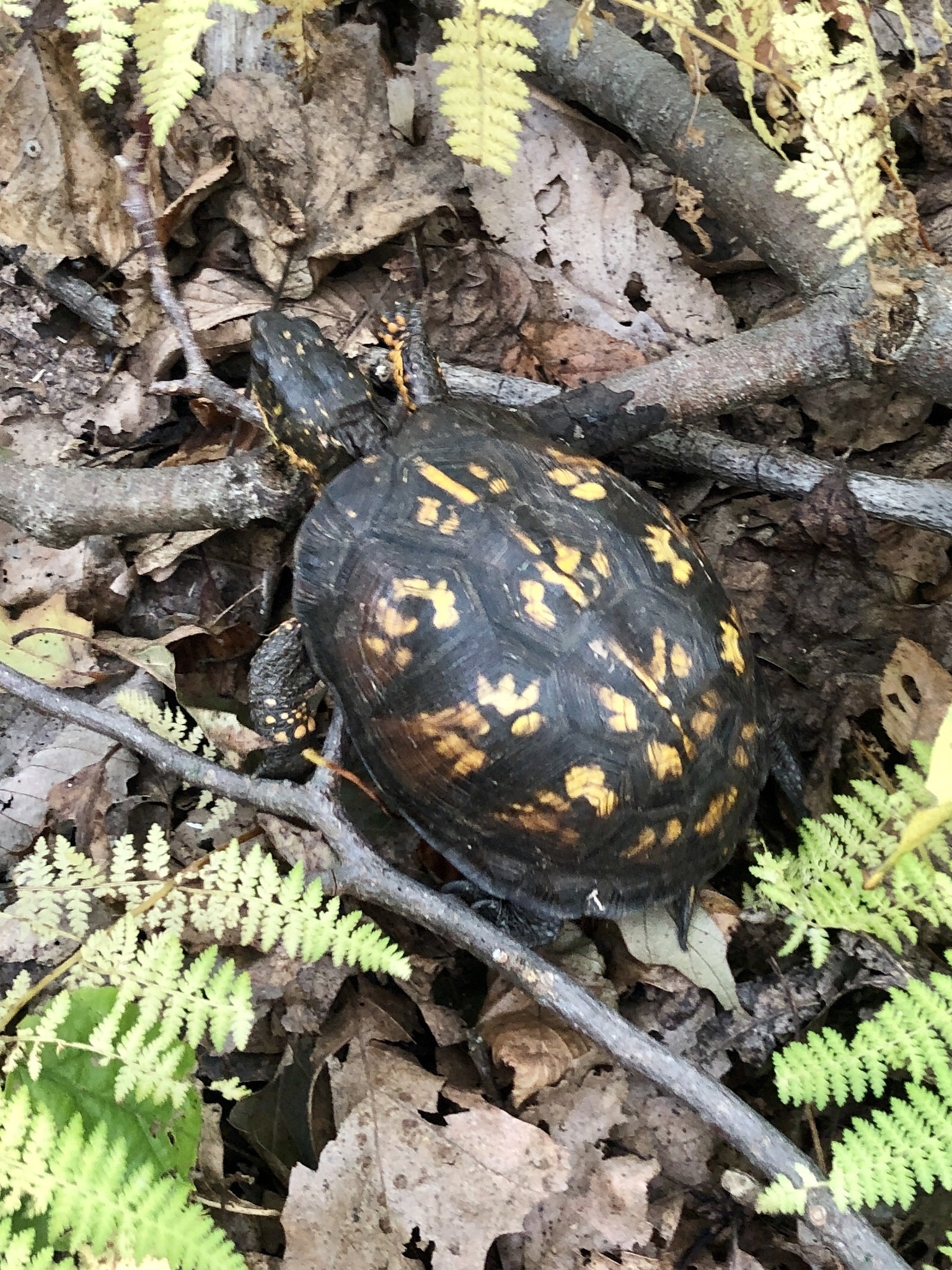 Maryland Biodiversity Project - Eastern Box Turtle (Terrapene carolina ...