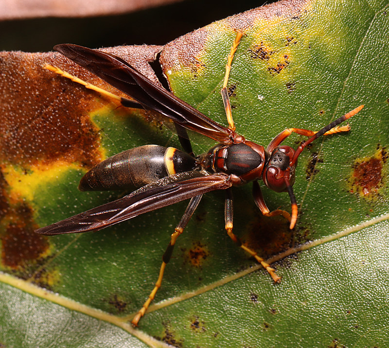 Maryland Biodiversity Project Ringed Paper Wasp (Polistes annularis)