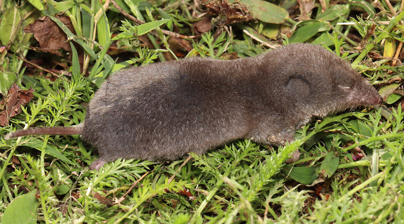 maryland-biodiversity-project-northern-short-tailed-shrew-blarina