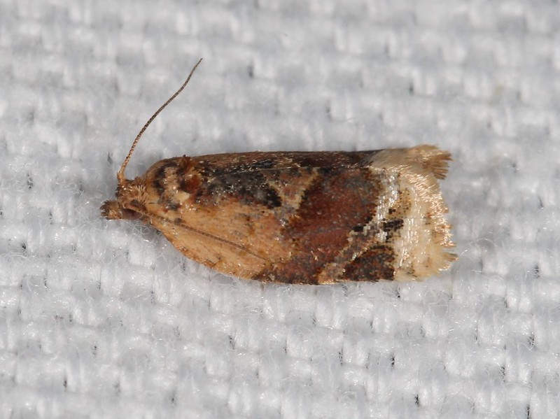 Maryland Biodiversity Project - Red-banded Leafroller Moth ...