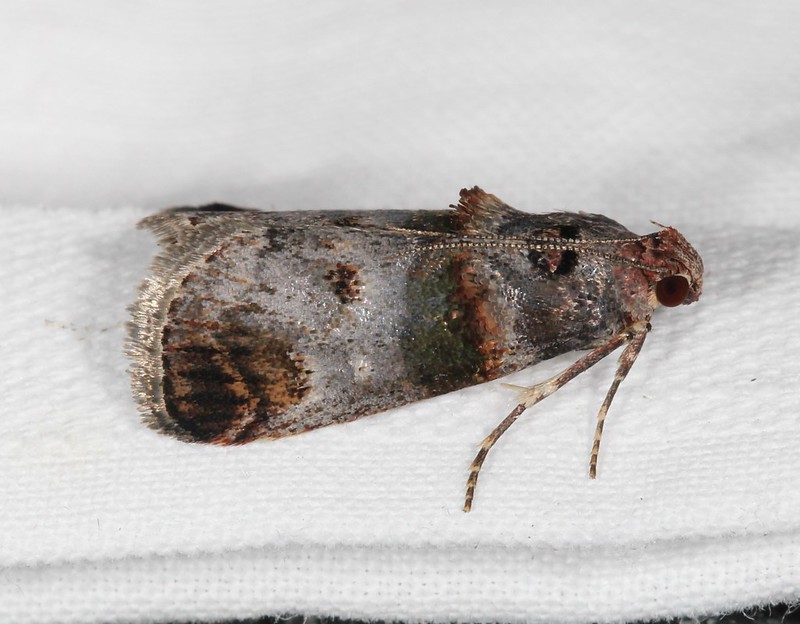 Maryland Biodiversity Project - Orange-tufted Oneida Moth (Oneida ...