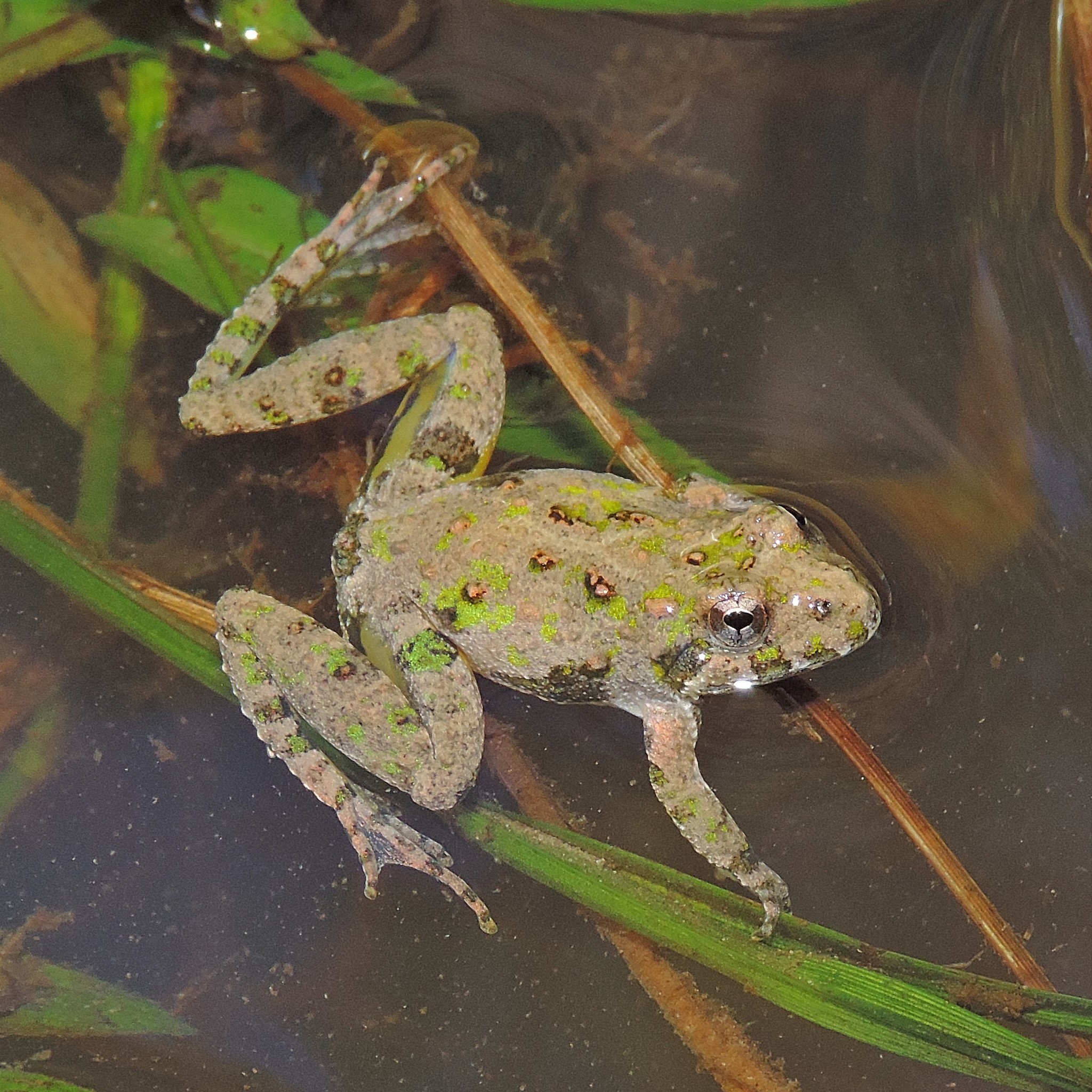 Eastern Cricket Frog
