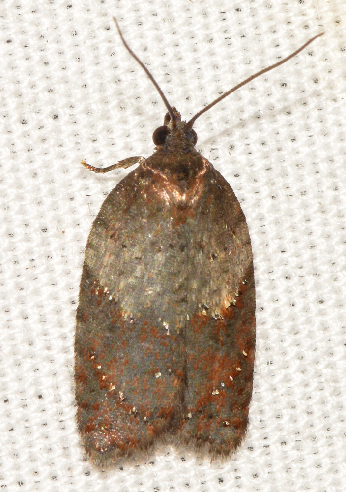 Maryland Biodiversity Project - Viburnum Acleris Moth (Acleris viburnana)