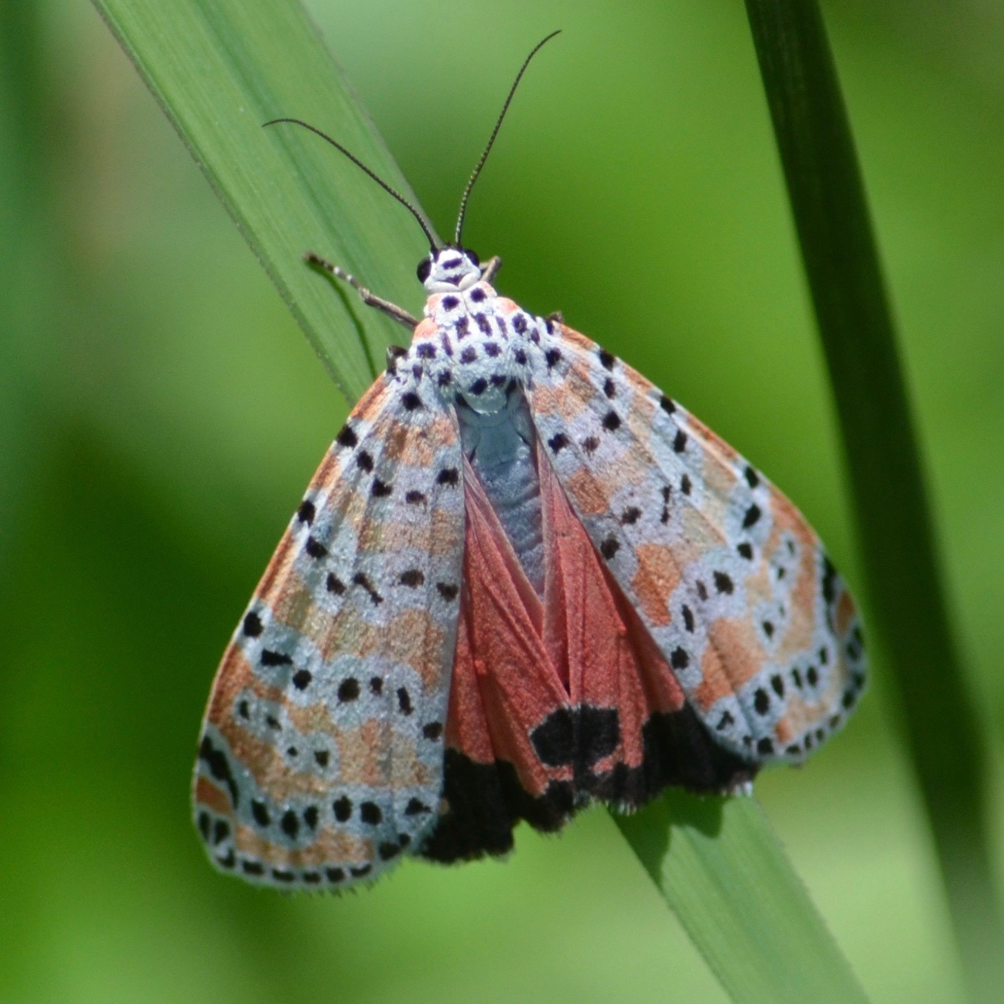 Natural anti-moth - BellePaga