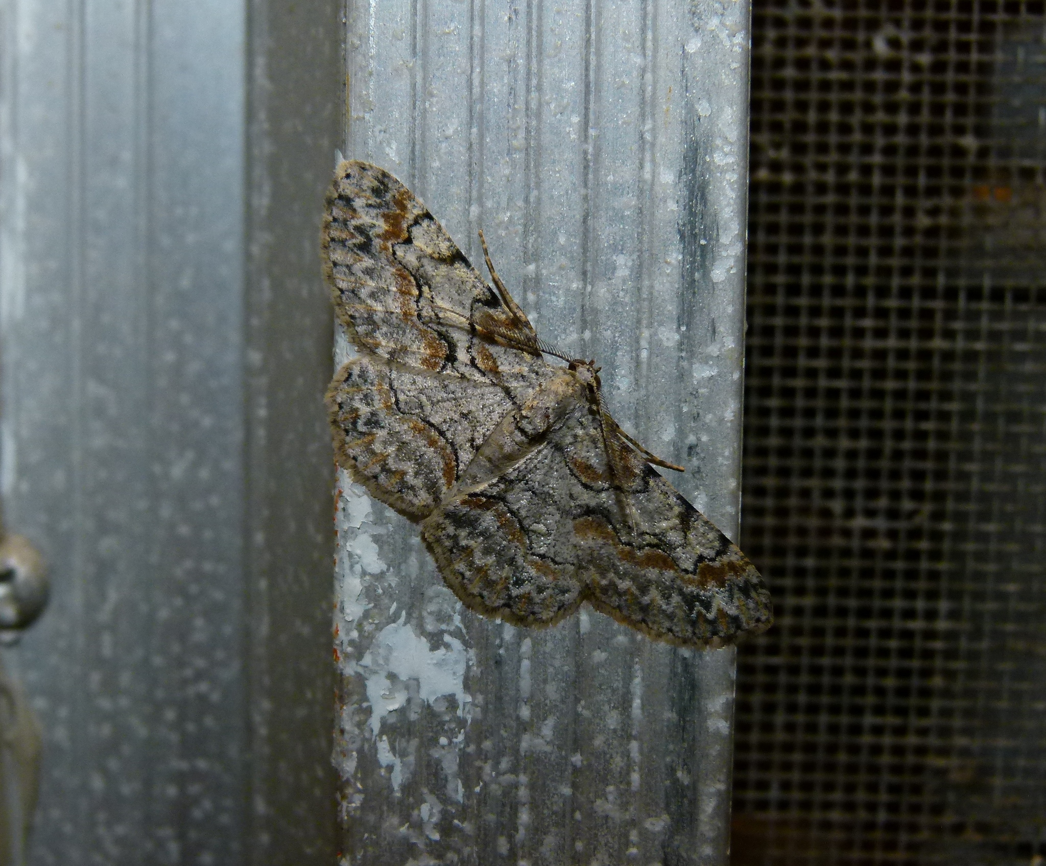 Maryland Biodiversity Project - Brown-shaded Gray Moth (Iridopsis ...