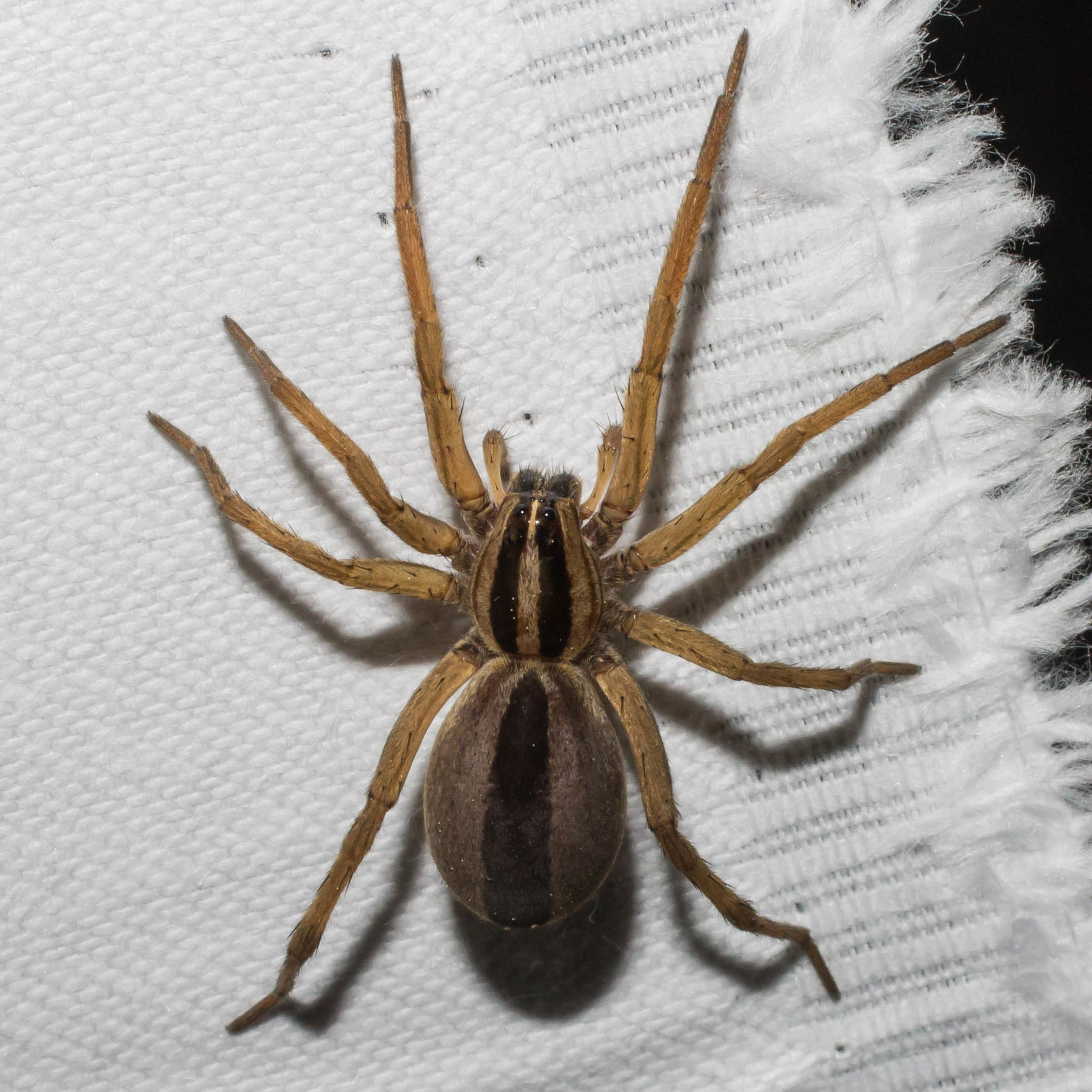 Texas Brown Spiders Wolf Spider Vrogue co