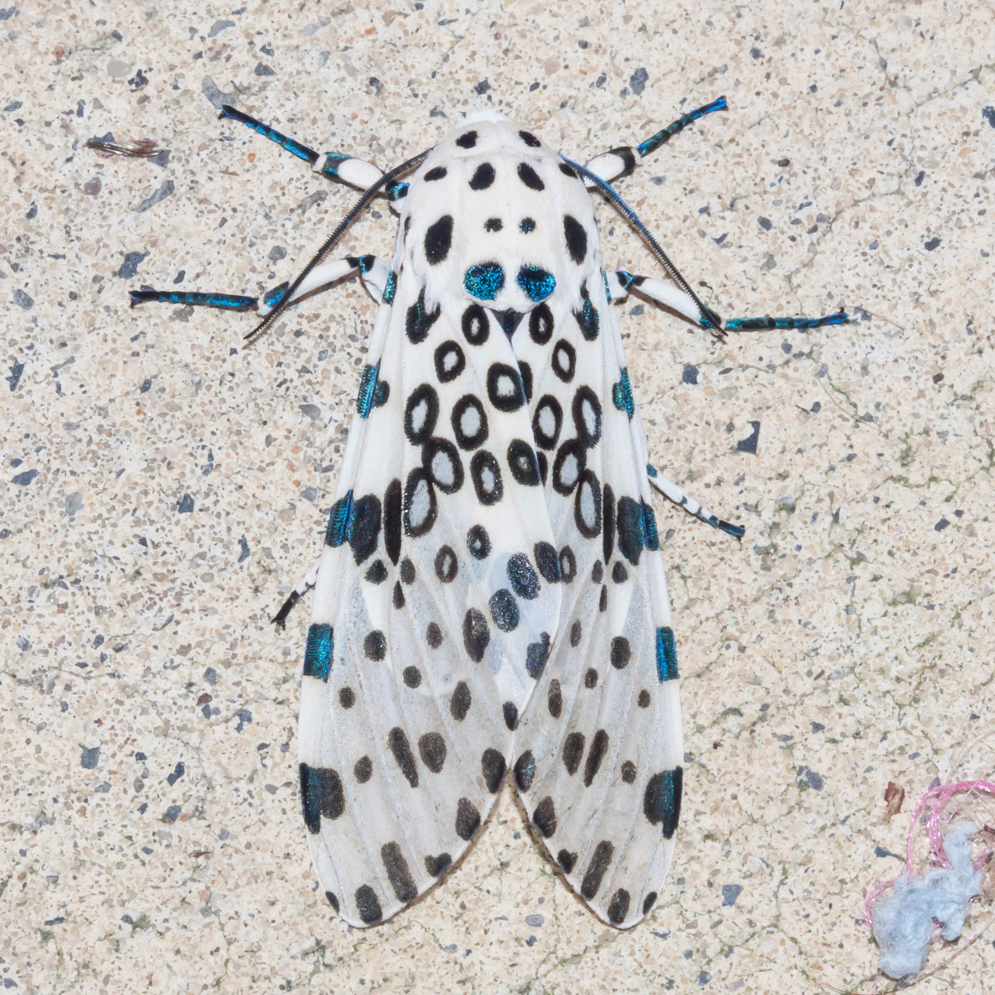 White Leopard Moth