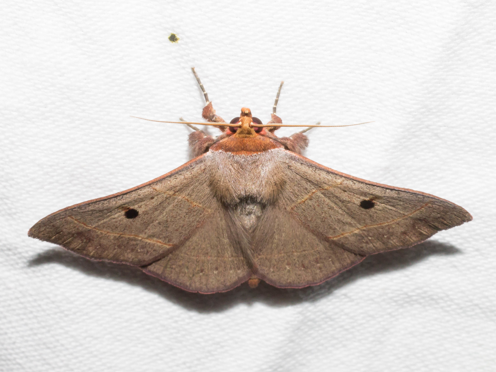Maryland Biodiversity Project - Red-lined Panopoda Moth (Panopoda ...