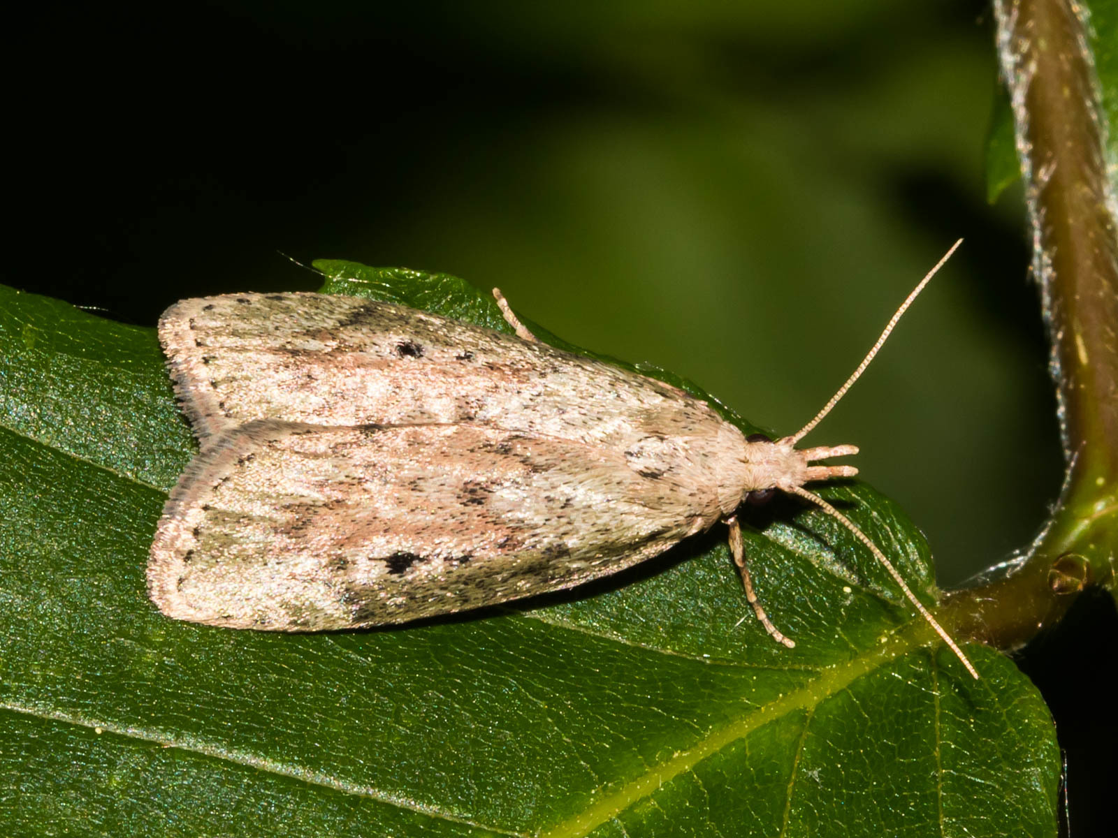 Maryland Biodiversity Project - The Bee Moth (Aphomia sociella)