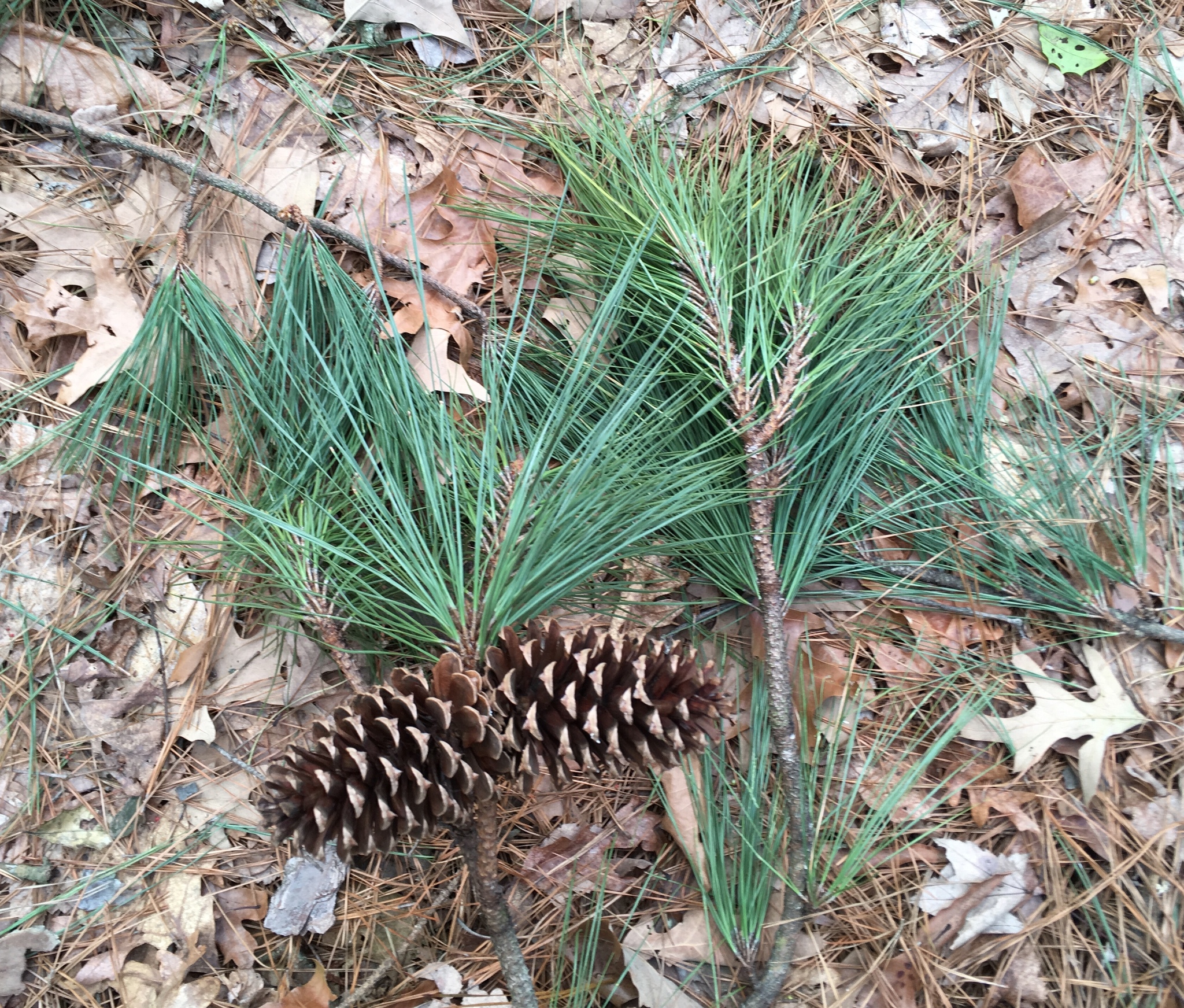 loblolly pine leaf