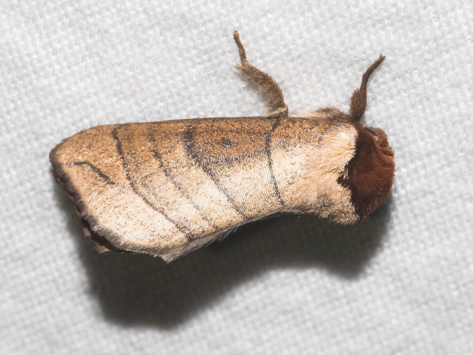 Maryland Biodiversity Project - Angus's Datana Moth (Datana angusii)